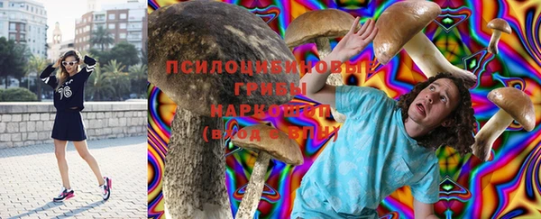 крисы Корсаков